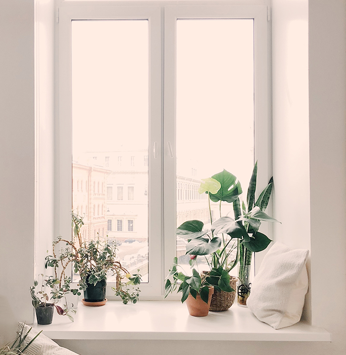 Tropical Plants in Bay Window